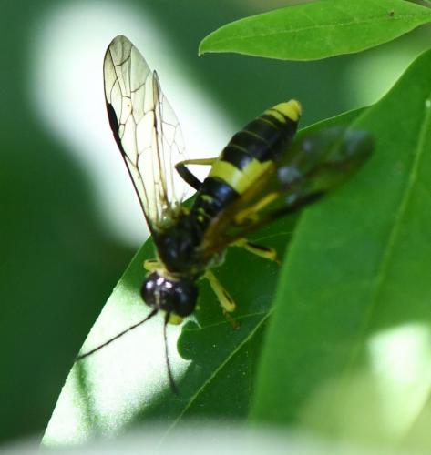 Tenthredo temula